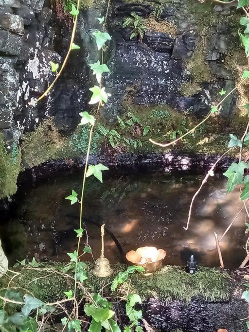 Tan Y Coed'S Rosemary Cabin Conwy Bagian luar foto